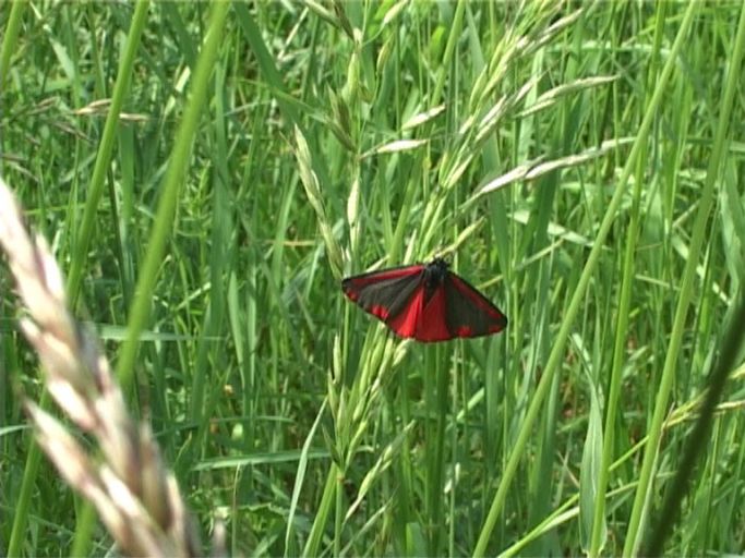 Blutbär ( Tyria jacobaeae ) : Am Niederrhein, 02.06.2007